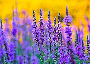 《The Green Book》Steam页面上线 园艺店经营模拟